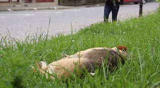 Служители на полицейското управление в Горна Оряховица разследват смъртта на