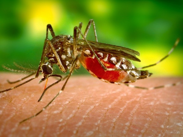 Комарите не предават коронавируса, показва италианско изследване, цитирано от Франс