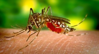 Комарите не предават коронавируса показва италианско изследване цитирано от Франс