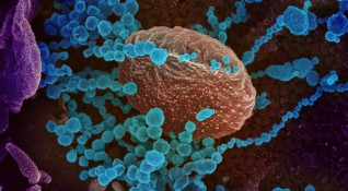 Коронавирусът може да започне да живее постоянно в човешкото тяло