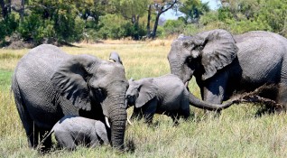 Стотици слонове са починали мистериозно в делтата на река Окаванго