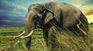 Ботсвана разследва стотици необясними смъртни случаи на слонове От май