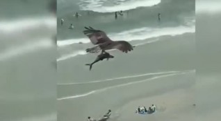 Видео на орел сграбчил акула на плаж в американския щат