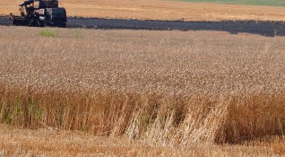 Земеделските производители в Монтана прибират добри добиви от пшеницата и