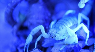 Молекулярни биолози приспособиха молекули на отровата на скорпион за лечение