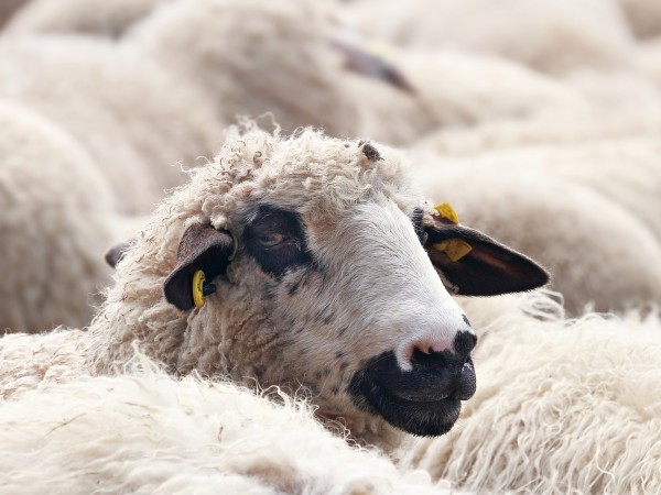 11 овце са загинали на първокласен път І-6 на територията