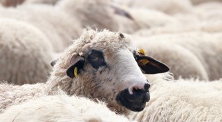 11 овце са загинали на първокласен път І 6 на територията