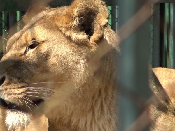 "Двете лъвчета, които се родиха в зоопарка в Благоевград, миналият