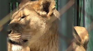 Двете лъвчета които се родиха в зоопарка в Благоевград миналият