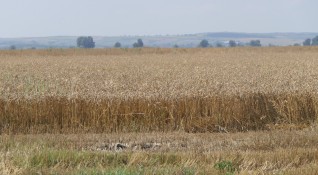 Рекордно ниски добиви от пшеница за последните 10 години отчитат