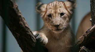 Миналата седмица две лъвчета неочаквано се родиха в зоопарка в