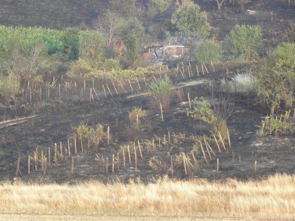„236 са регистрираните пожари в горските територии от началото на