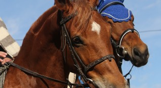 Полицията в Козлодуй разследва случай на застреляни коне в землището