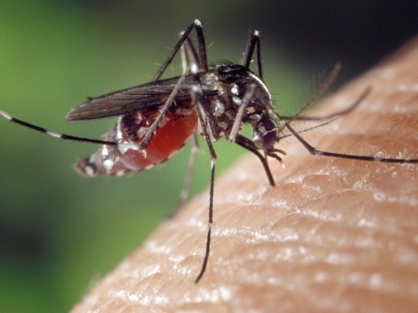 Протеините в кръвта примамват женските комари, като за тях някои