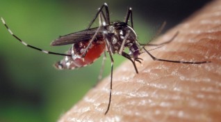 Протеините в кръвта примамват женските комари като за тях някои