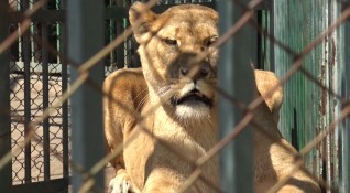 Тотомилионер осинови лъвчетата от зоопарка в Благоевград които бяха спасени