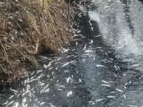 Подаден е сигнал за мъртва риба в река Равногорска край