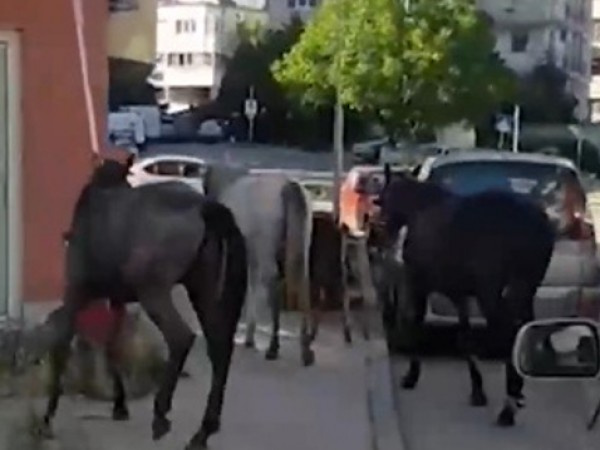 Видео на стадо безстопанствени коне, които посред бял ден се