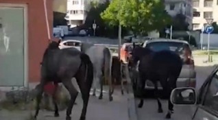 Видео на стадо безстопанствени коне които посред бял ден се