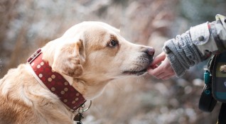 През юли 101 кучета от приютите на Екоравновесие са намерили