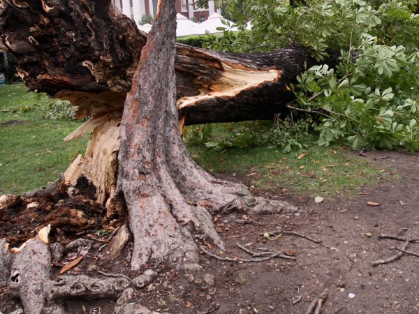 Дърво е паднало върху натоварен булевард в Благоевград този следобед,