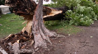 Дърво е паднало върху натоварен булевард в Благоевград този следобед