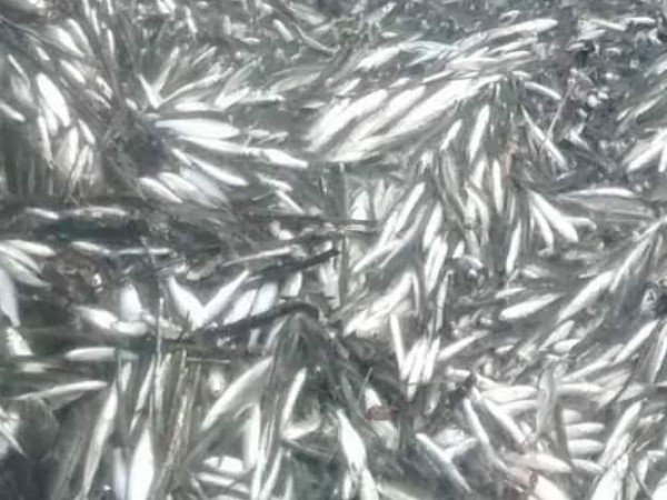 Стотици мъртви риби са открити в река Крумовица край Крумовград,