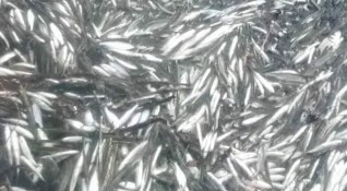 Стотици мъртви риби са открити в река Крумовица край Крумовград