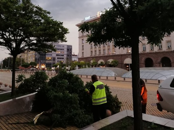 Силна буря събори дървета и затрудни движението в София. Най-обилни