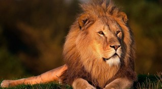Лъвовете са символ на гордост и сила но са в