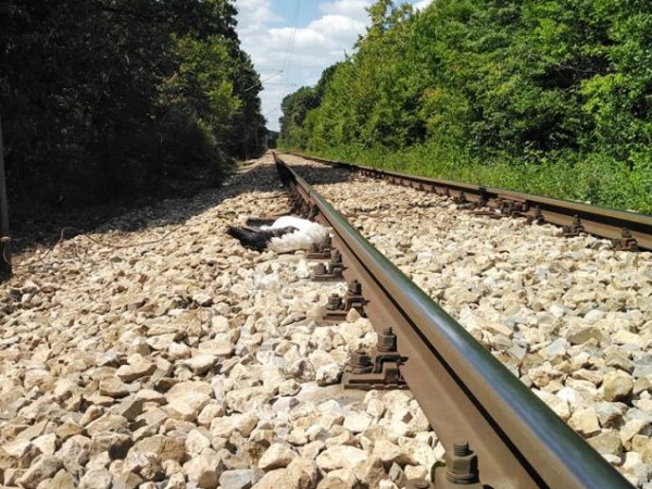12 мъртви щъркели са открити край жп линията Русе -