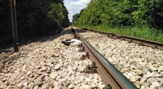 12 мъртви щъркели са открити край жп линията Русе