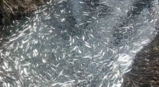 Намерената мъртва риба в река Осъм не е отровена според