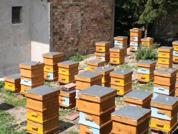 Пчелари от Бургаски регион отчитат нулева година, предаде БНР. Други