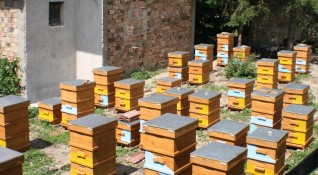 Пчелари от Бургаски регион отчитат нулева година предаде БНР Други
