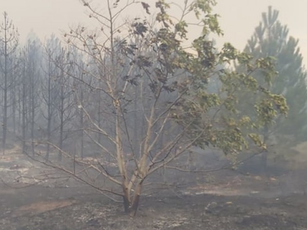 Пожарът между хасковското село Нова Надежда и димитровградското Воден, който