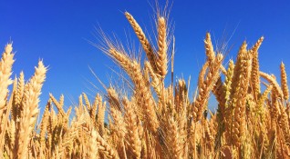 Големи загуби очакват зърнопроизводителите това лято след незапомнената суша в
