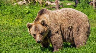 Една от мечките в столичния зоопарк пострада и се озова