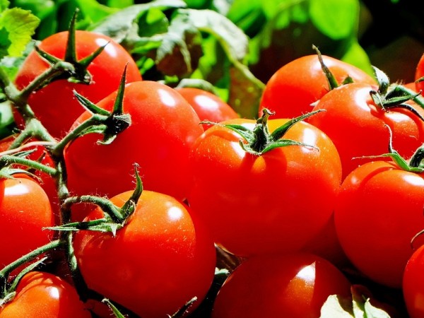 С около 33% са по-скъпи тази година доматите, отглеждани на