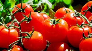 С около 33 са по скъпи тази година доматите отглеждани на