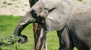 Зоопаркът в полската столица Варшава ще започне да лекува трите