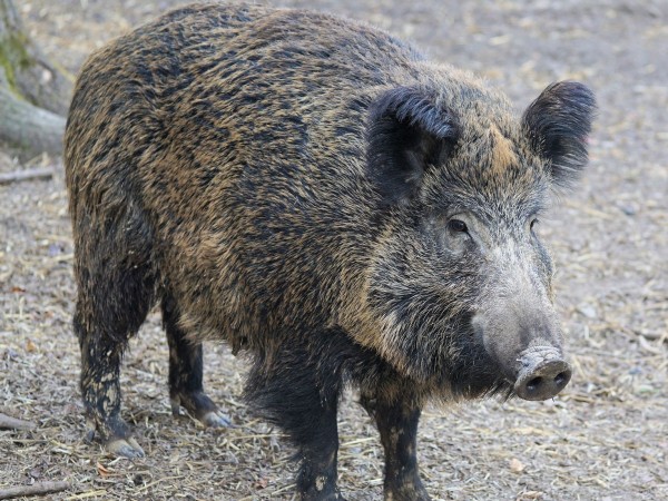 Три нови случая на африканска чума по свинете (АЧС) са