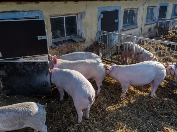 Китайските власти забраниха всякакъв внос на свинско месо от Германия