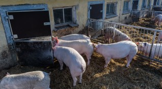 Китайските власти забраниха всякакъв внос на свинско месо от Германия