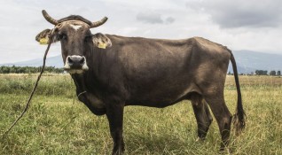 Кравите отделят повече парникови газове отколкото транспорта Със сигурност тази