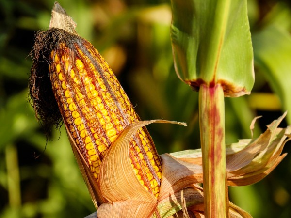 Земеделските производители във Великотърновско отчитат много слаба реколта от царевица
