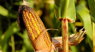 Земеделските производители във Великотърновско отчитат много слаба реколта от царевица