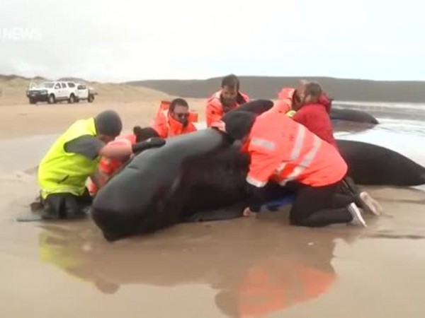 Най-малко 380 кита от заседналите край остров Тасмания са мъртви