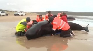 Най малко 380 кита от заседналите край остров Тасмания са мъртви