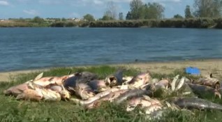 В стотиците мъртви риби появили се край язовир Крива круша